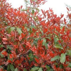 Square photinia red robin  065073800 1858 03022008